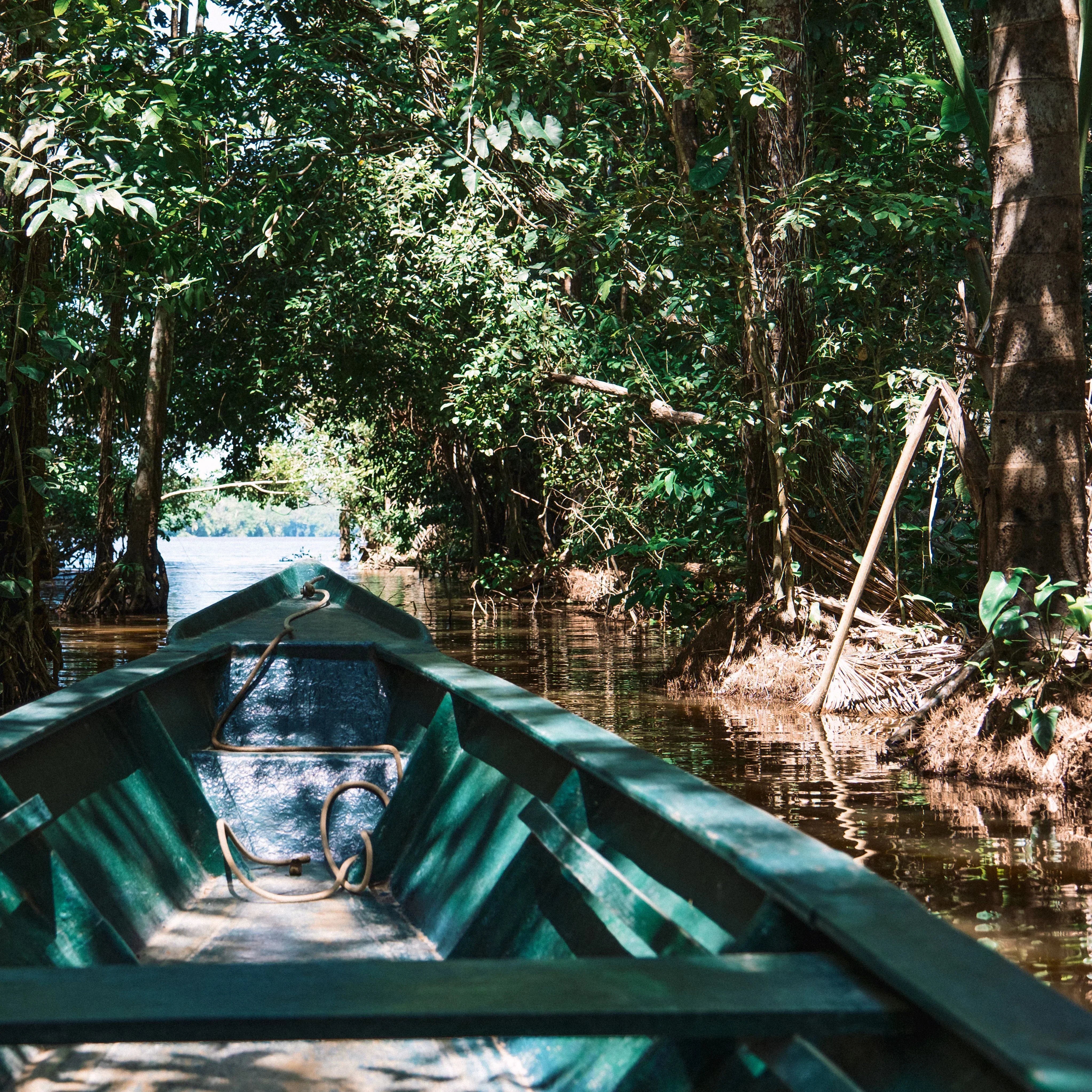 Guardians of Life: The Hidden Power and Crisis of Tropical Forests