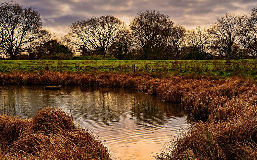 World Wetlands Day