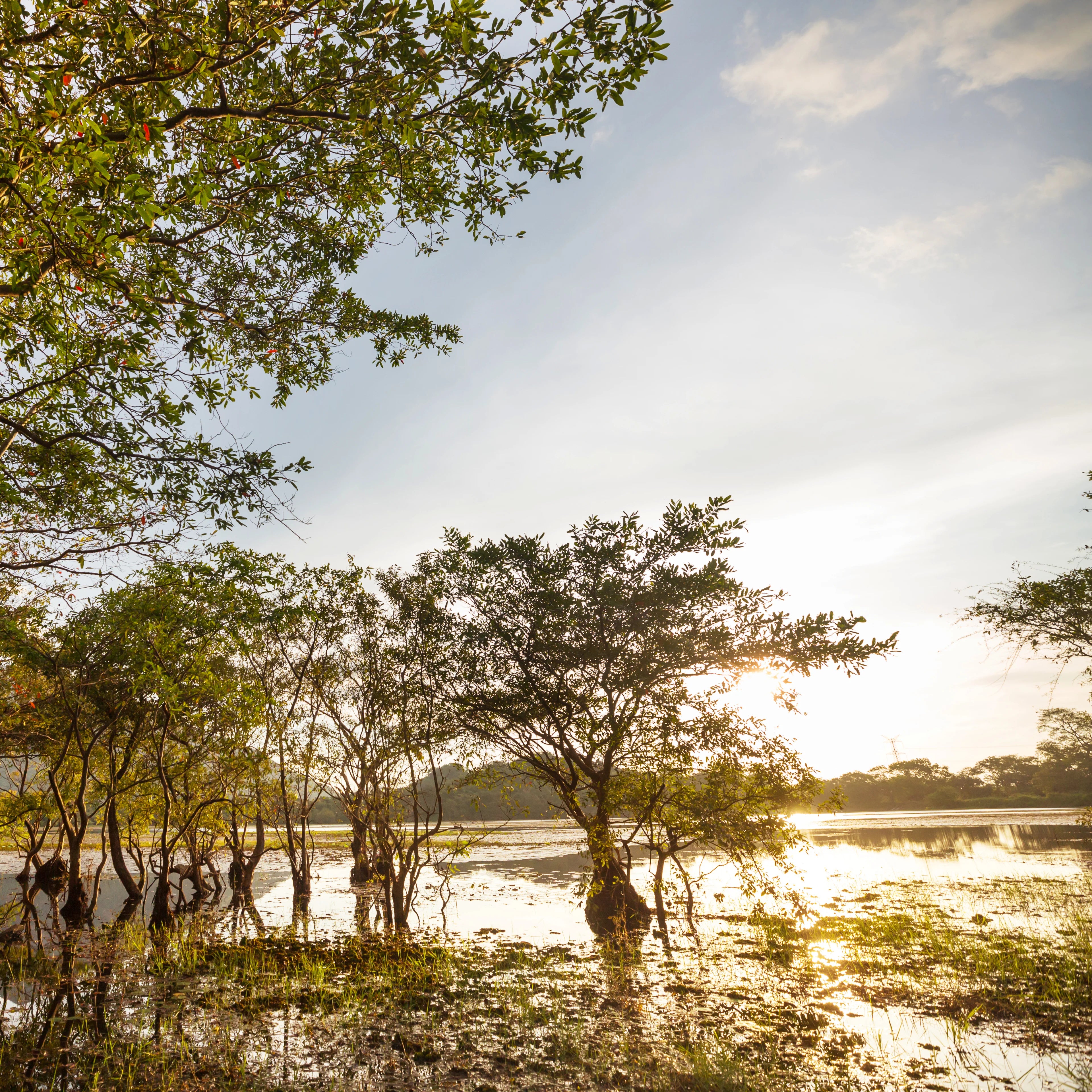 The Battle for Mangroves and Ponds in a Changing World