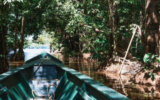 Guardians of Life: The Hidden Power and Crisis of Tropical Forests
