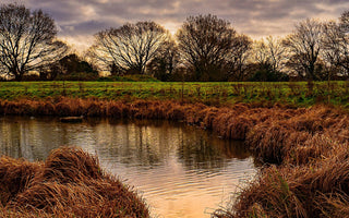 World Wetlands Day
