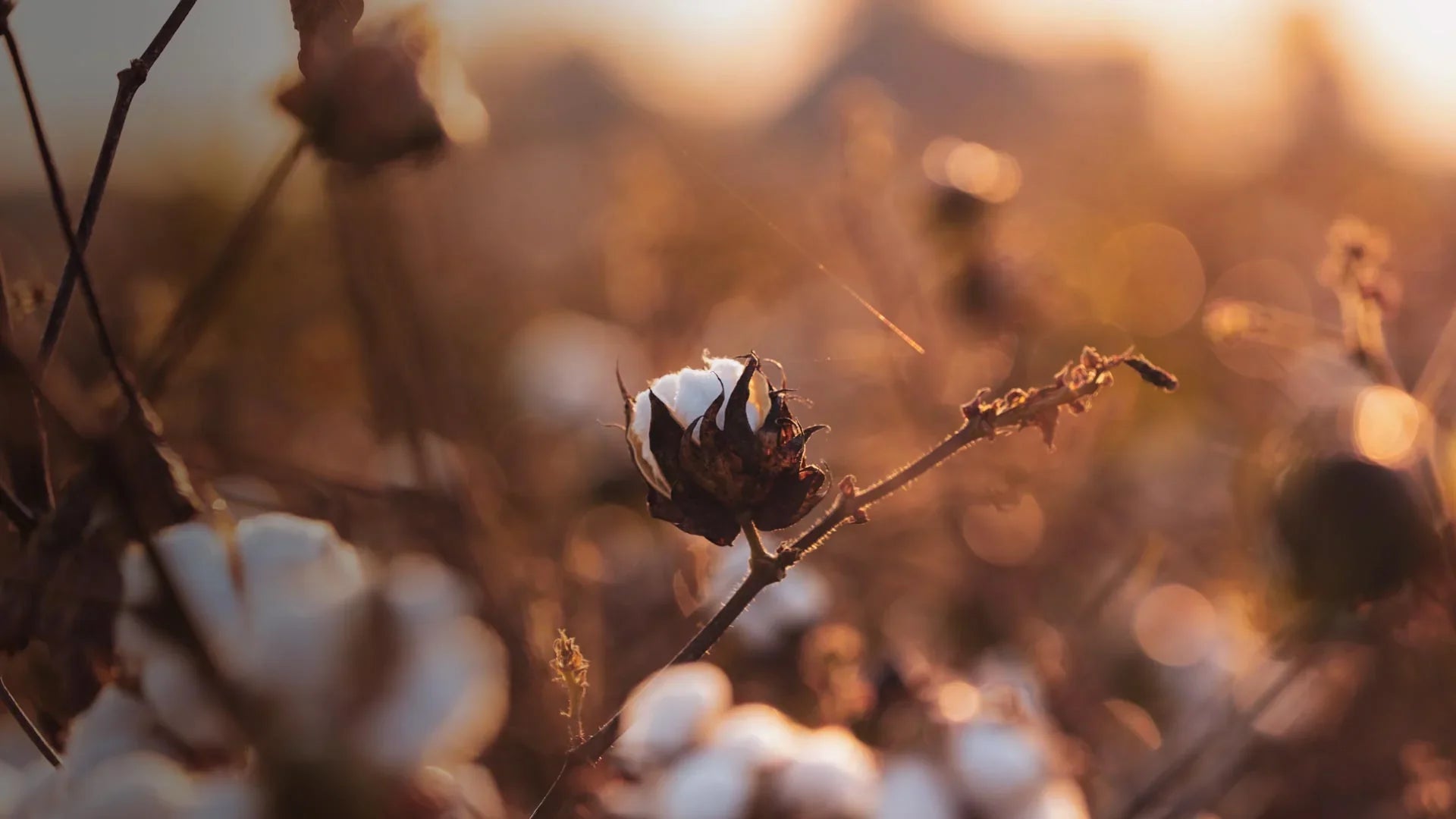What Peru Whispers: Organic Pima Cotton Grown with Tradition and Care