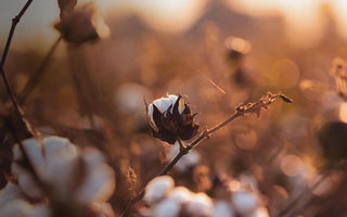 What Peru Whispers: Organic Pima Cotton Grown with Tradition and Care