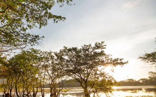 The Battle for Mangroves and Ponds in a Changing World