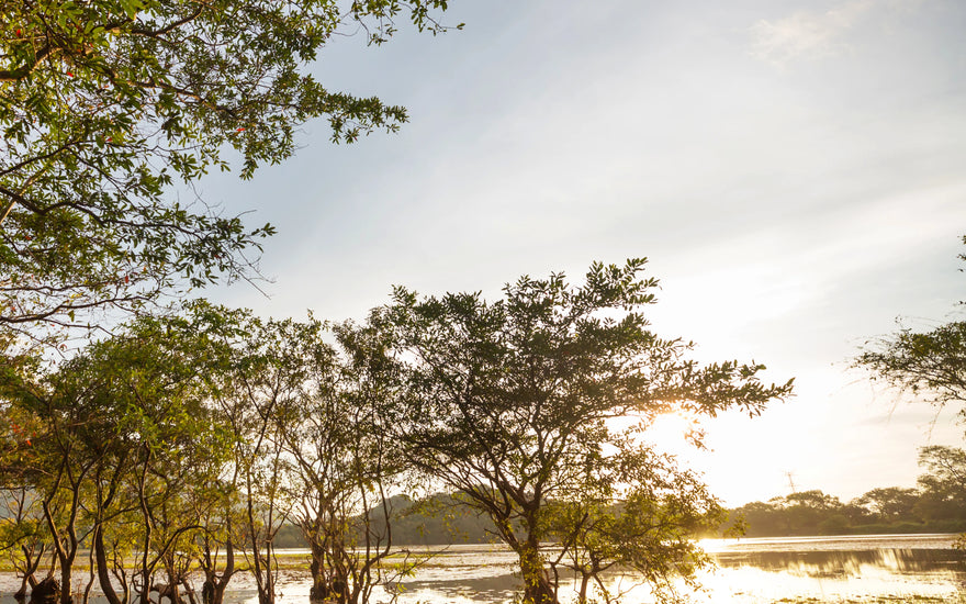 The Battle for Mangroves and Ponds in a Changing World