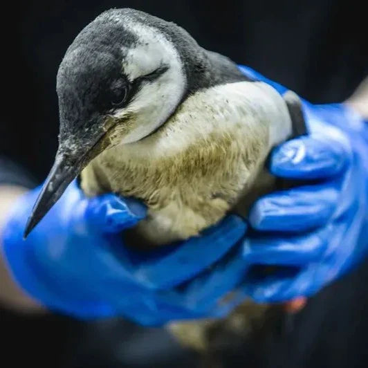 Fast Fashion: A Growing Threat to Wildlife and Ecosystems